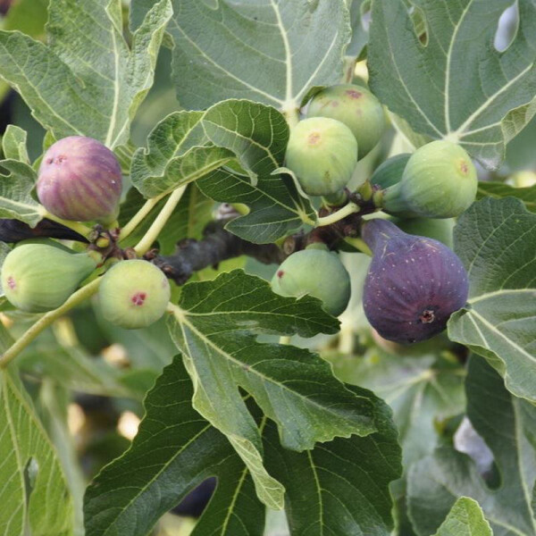 Ficus Carica - Feigenbaum - brown Turkey gross