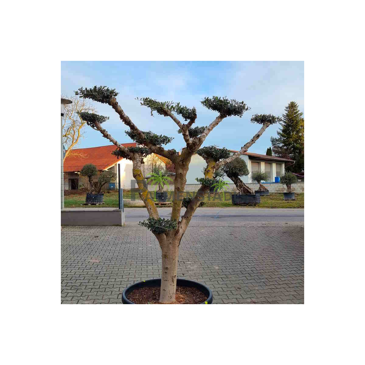 Olivenbaum12 Arbequina