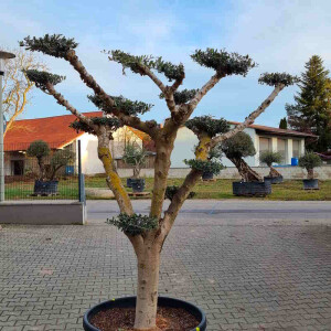 Olivenbaum12 Arbequina