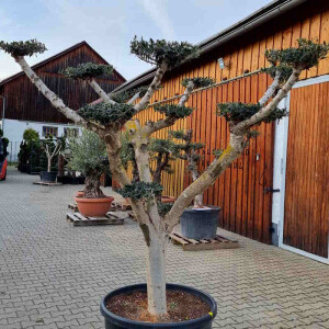 Olivenbaum12 Arbequina