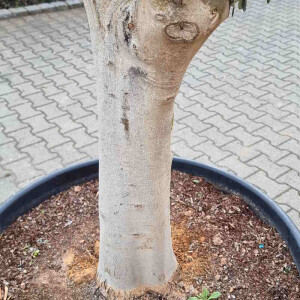 Olivenbaum12 Arbequina