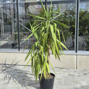 Yucca elephantipes-Yucca Palme1