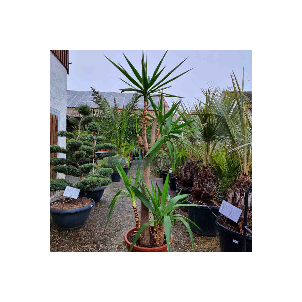 Yucca elephantipes-Yucca Palme3