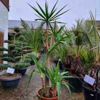 Yucca elephantipes-Yucca Palme3