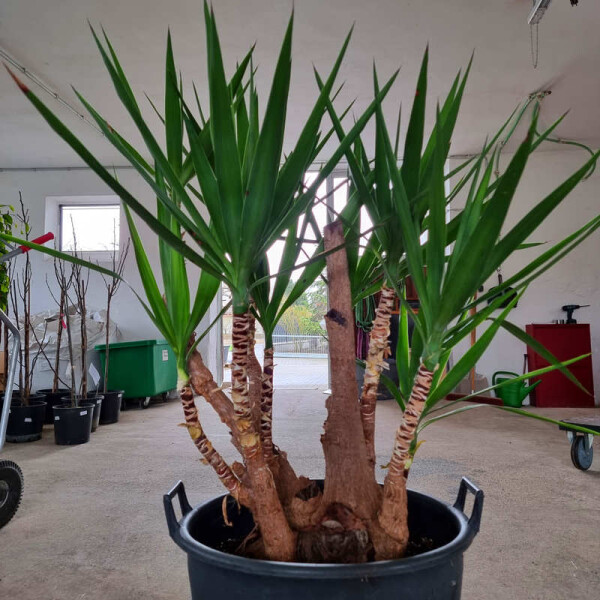Yucca elephantipes-Yucca Palme4