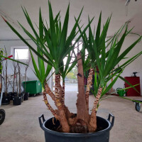 Yucca elephantipes-Yucca Palme4