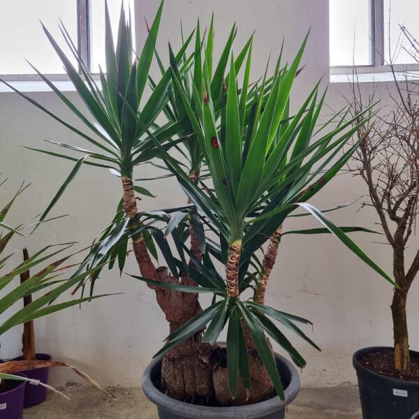 Yucca elephantipes-Yucca Palme5