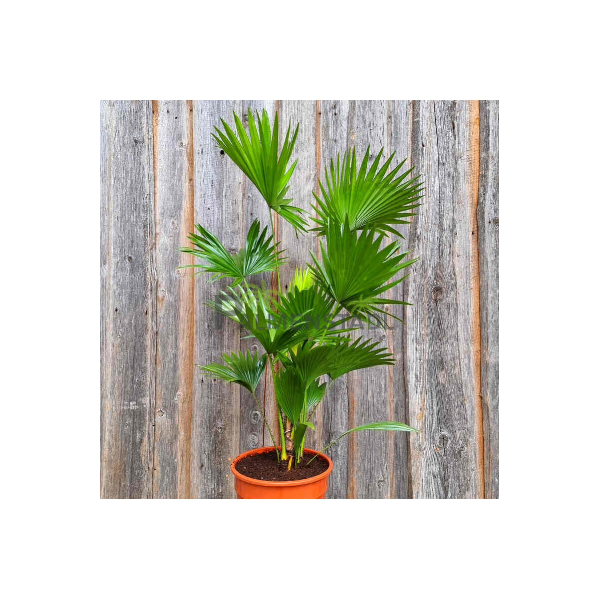 Livistona rotundifolia-Rundblättrig box