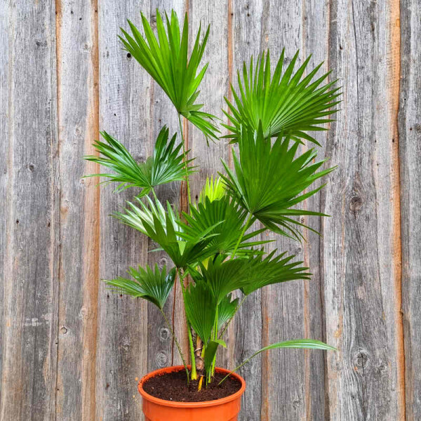 Livistona rotundifolia-Rundblättrige Schirmpalme