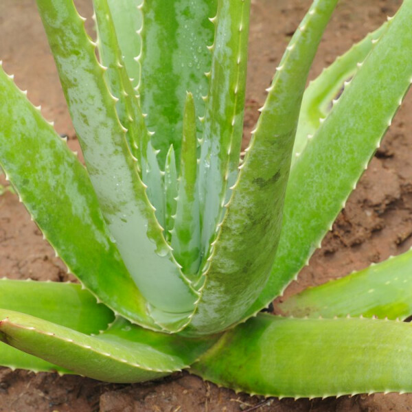 Aloe Vera - Echte Aloe Pflanze